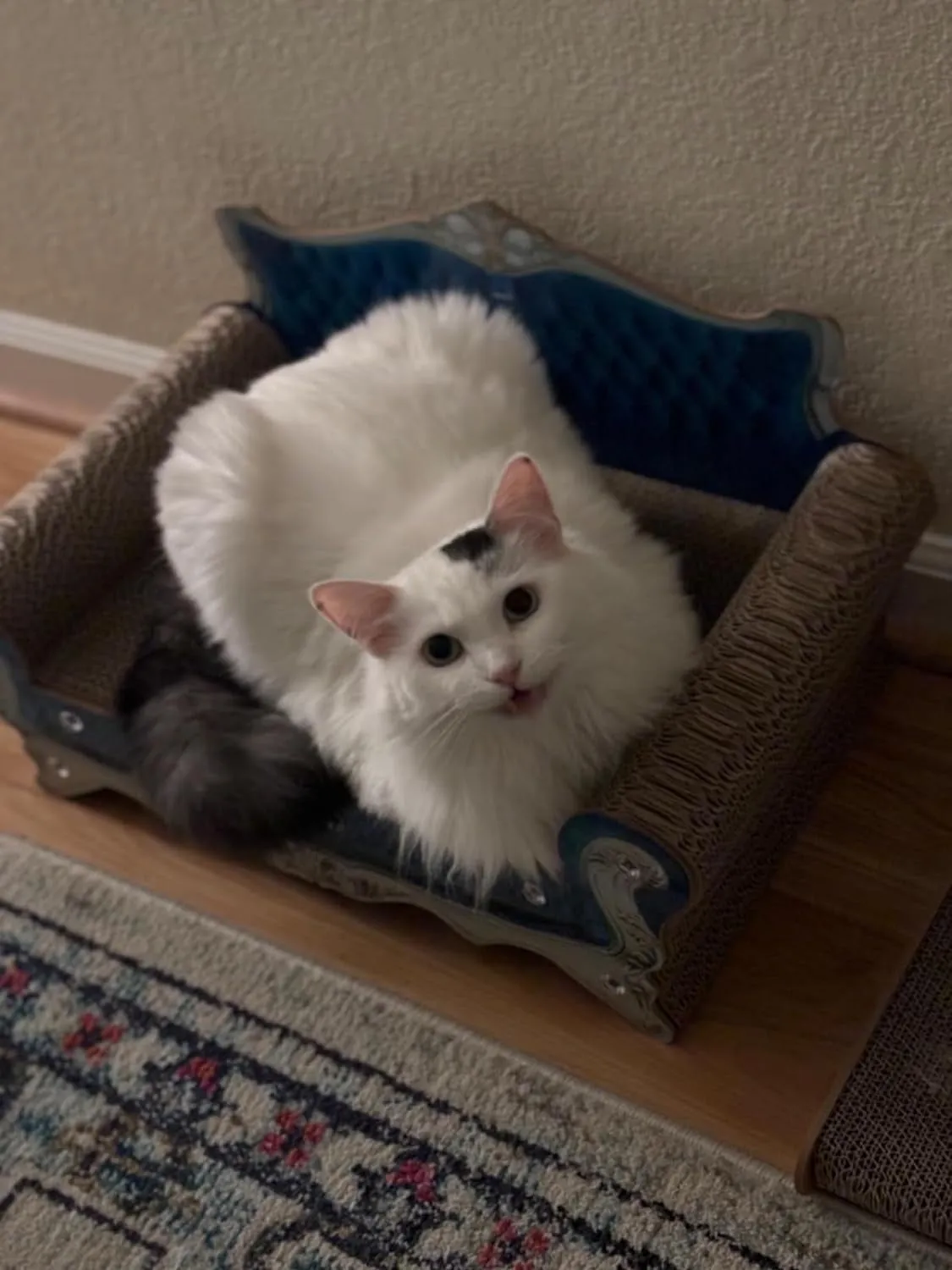 Luxury Cardboard Cat Scratcher Sofa Bed