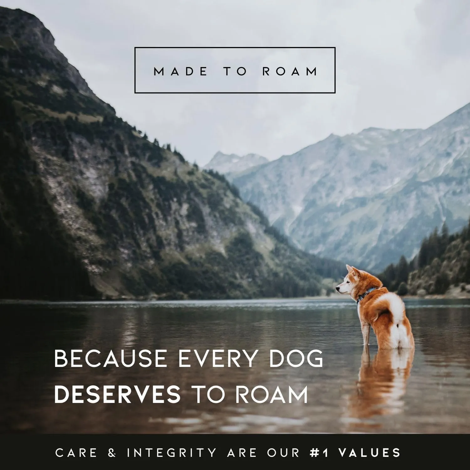 Made to ROAM Premium Dog Collar - Adjustable Heavy Duty Nylon Collar with Quick-Release Metal Buckle (Texas Flair, Classic Size 4)