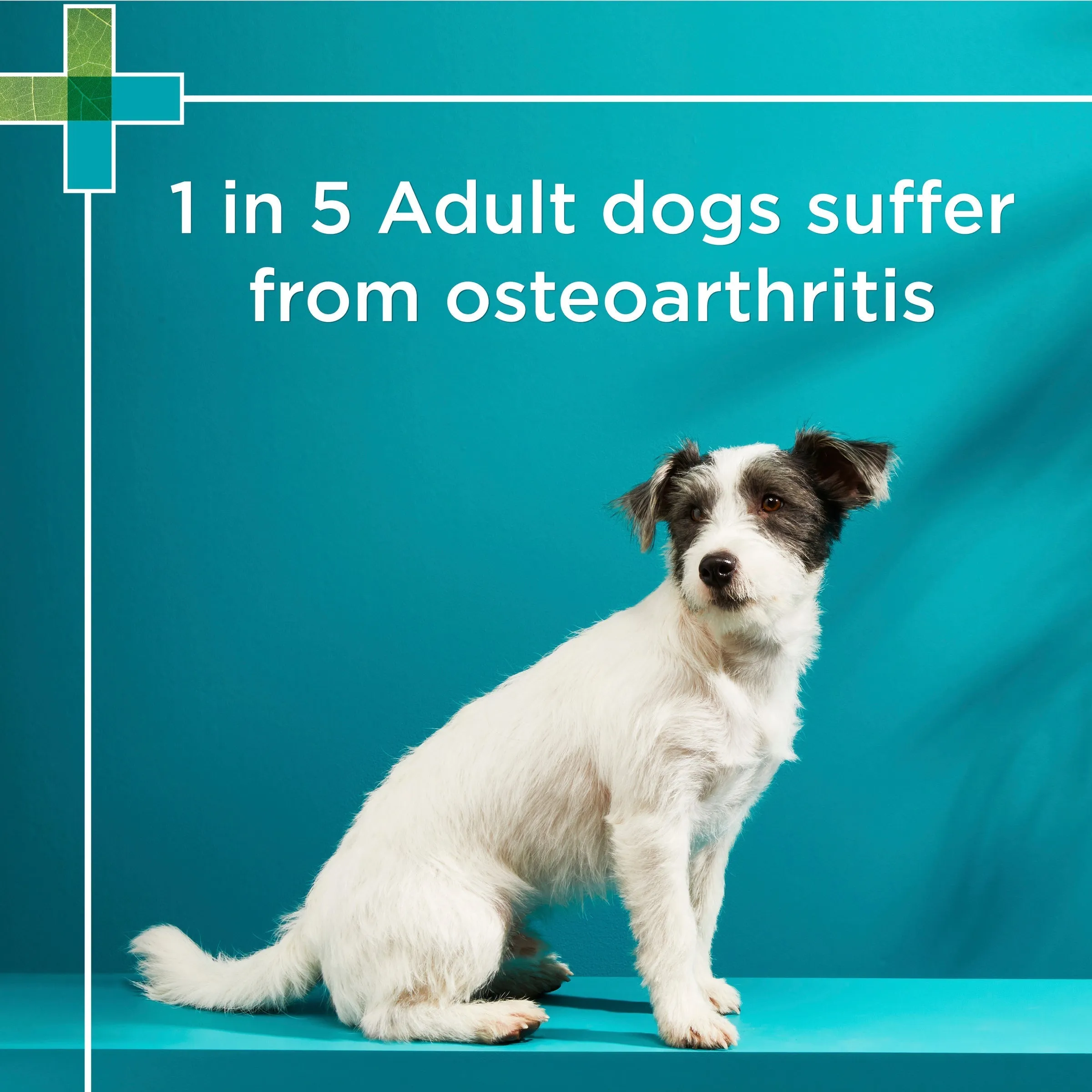 PAW by Blackmores Osteocare Joint Protect Small Chews for Dogs 75g^^^